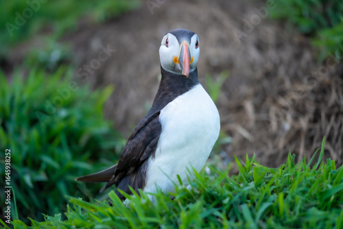 Wallpaper Mural Close-up portrait of an Atlantic puffin (Fratercula arctica) with bright orange beak, standing in green grass during summer breeding season, detailed wildlife photograph Torontodigital.ca