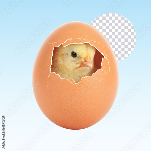 baby chicken with egg