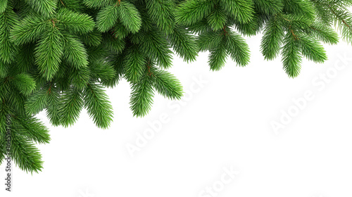 Christmas green pine branch isolated on transparent background with natural texture