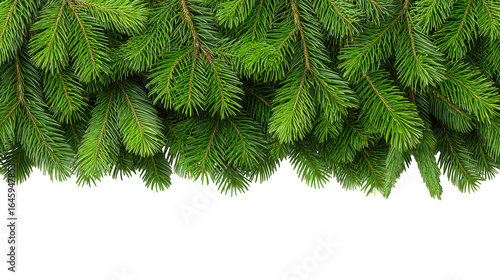Christmas green pine branch isolated on transparent background with fresh needles