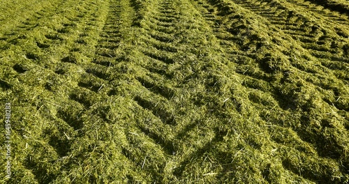 Fototapeta Naklejka Na Ścianę i Meble -  Tractor tracks on mowed grass - haylage after tamping in a silage pit. Agriculture, hay harvesting, texture, pattern, summer