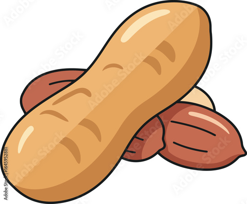 Hand drawn peanut illustration