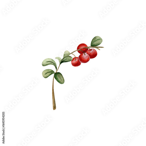 Watercolor hand drawn red berries cranberries or lingonberries with green leaves on branch. wild berries. Can be used on fabrics and paper products and other.