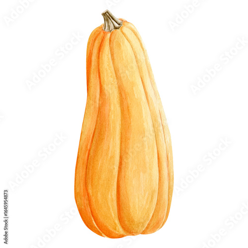Watercolor hand drawn autumn illustration of an orange butternut squash. Harvest vegetable isolated. Perfect for fall design, Thanksgiving decor, Hallowen decor, seasonal invitations, and botanical pr