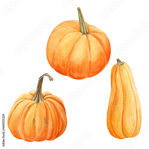 Watercolor hand drawn autumn set of an orange pumpkins. Harvest vegetable isolated. Perfect for fall design, Thanksgiving decor, Hallowen decor, seasonal invitations, and botanical prints