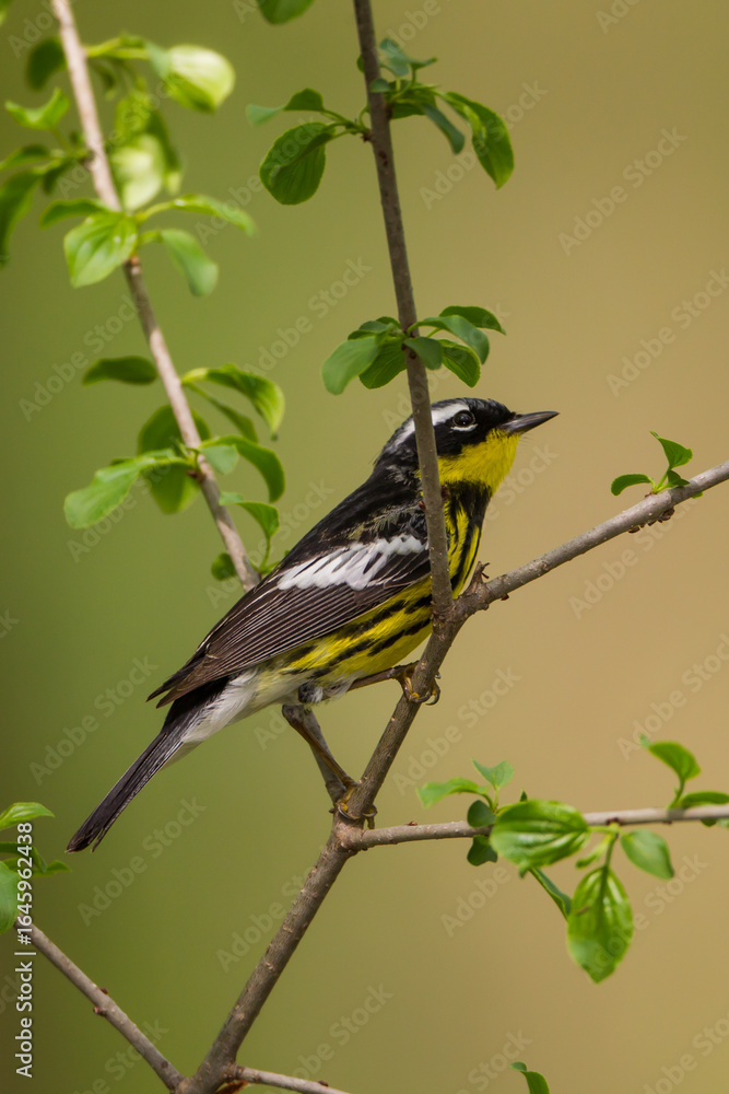 Obraz premium Magnolia Warbler male taken in southern MN in the wild