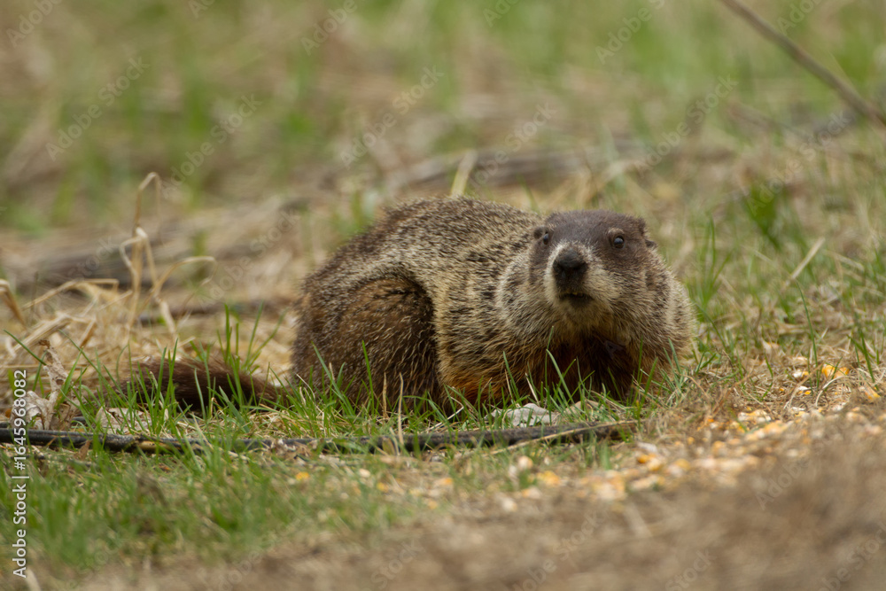 Naklejka premium Wood Chuck taken in southern MN in the wild