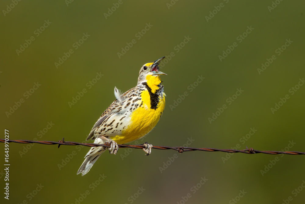 Naklejka premium Western Meadowlark