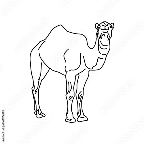 Camel icon design template SVG