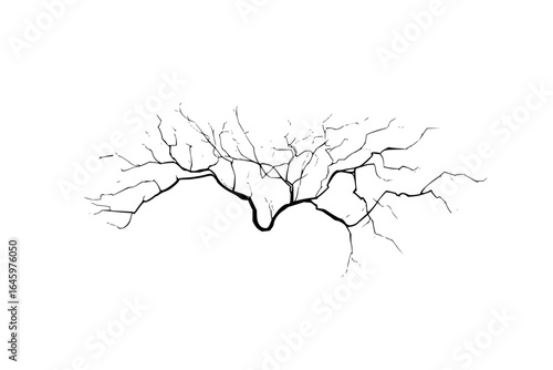A black and white illustration of a tree branch with many thin branches extending outwards and upwards
