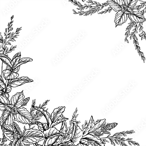 Melissa sprigs and wild grasses vector isolated illustration in black and white. Aromatic herbs and spikelet square frame with empty space for text. Floral composition for labels, packaging design.