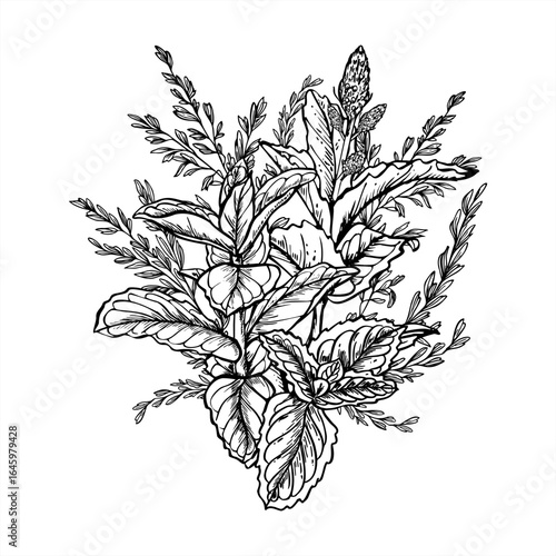 Vector bouquet of flowering mint and wild meadow grasses line ink illustration in black and white. Aromatic herbs and spikelet graphic sketch. Floral composition for wedding invitation, packaging