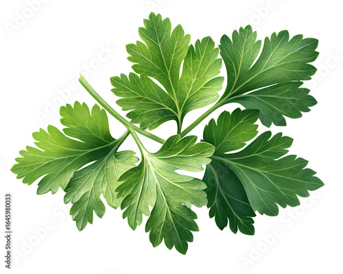 fresh green parsley leaves closeup  