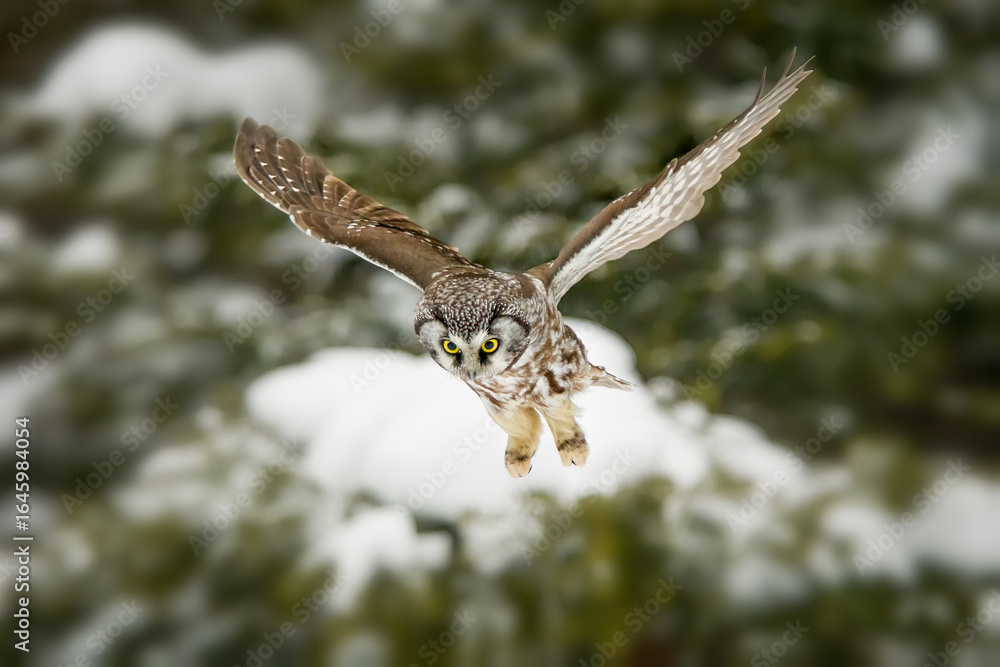 Fototapeta premium Boreal Owl in flight in winter