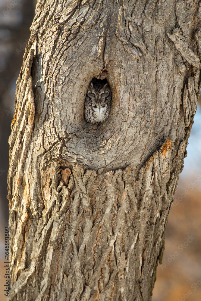 Obraz premium Eastern Screech-owl taken in southern MN