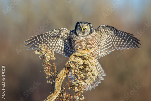 Photography Northern Hawk Owl taken in nortthern MN