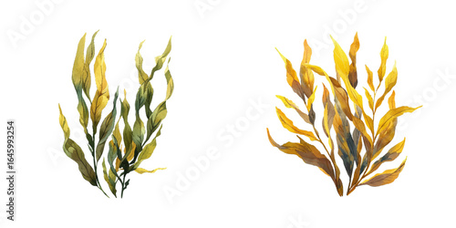 kelp watercolor vector illustration