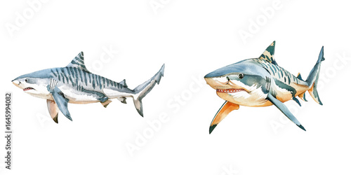 tiger shark watercolor vector illustration