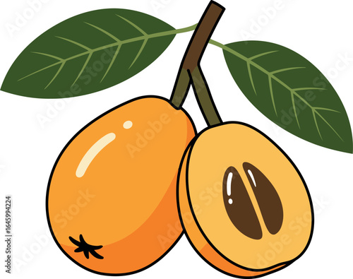 Ripe loquats fresh orange fruit illustration