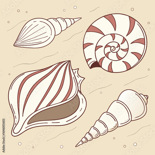 Assorted Seashells Collection