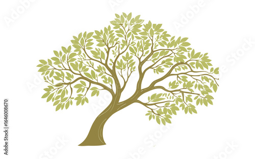 Olive tree with green leaves on white