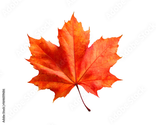 Wallpaper Mural maple leaf isolated on transparent background Torontodigital.ca