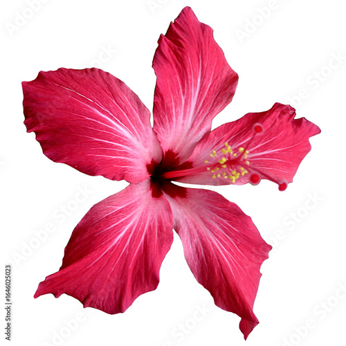 red hibiscus flower