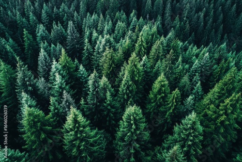 Wallpaper Mural A dense aerial view of evergreen pine trees forming a lush, green forest canopy Torontodigital.ca