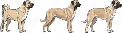 Anatolian Shepherd Dog standing side profile vector illustration