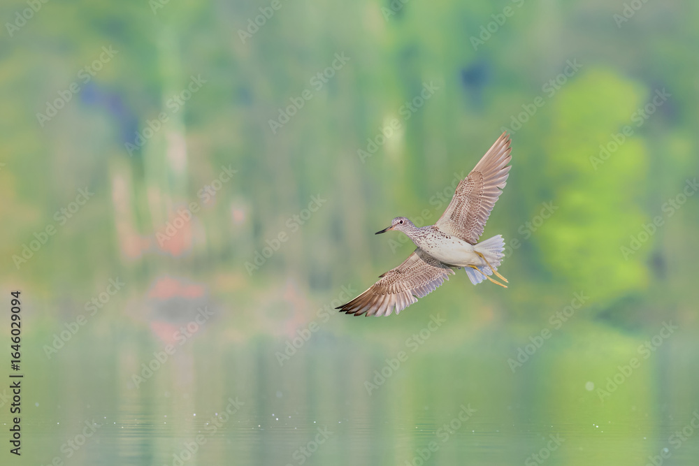 Obraz premium Greenshank while flying over the surface