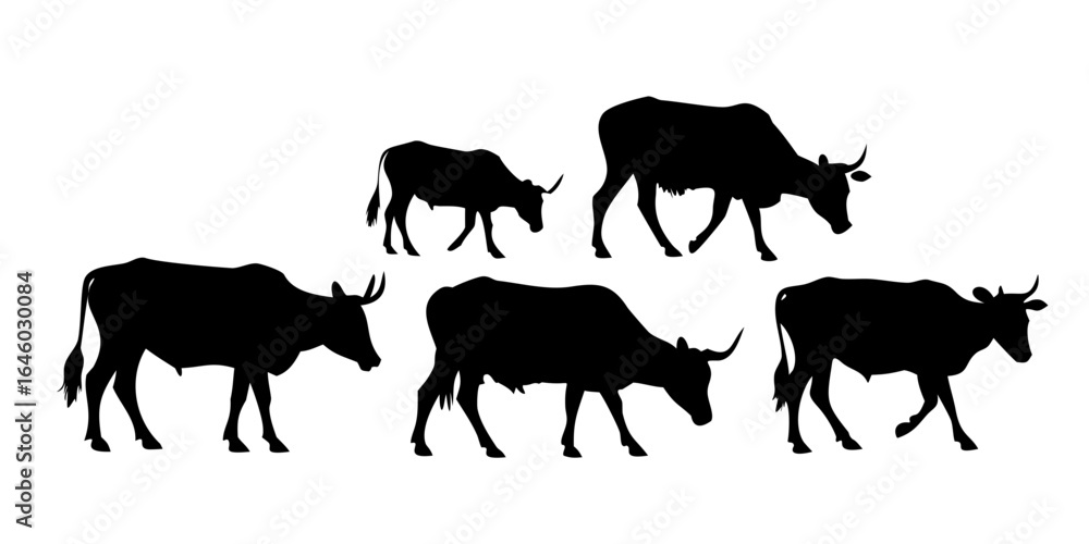 Fototapeta premium silhouettes of wild cows