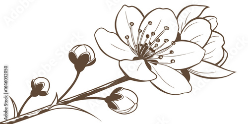 elegant line drawing flowering branch with buds minimalist botanical illustration for modern tattoo design isolated on white background.