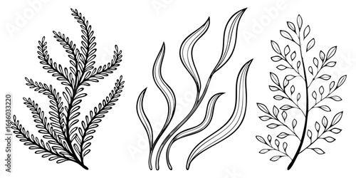 botanical fern seaweed and coral line art collection for nature themed wall decor illustration design and isolated on white background.