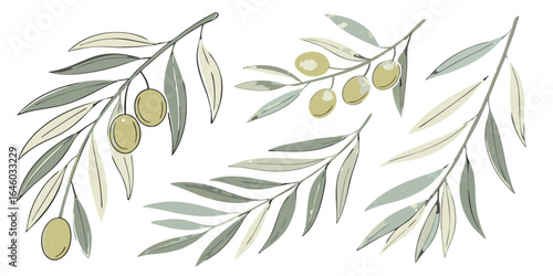 watercolor olive branches with silver green leaves and golden olives for mediterranean kitchen decor  isolated on white background.
