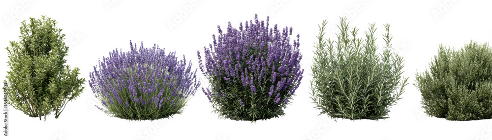 Obraz premium Breathtaking lavender fields in full bloom, a scenic landscape of purple flowers