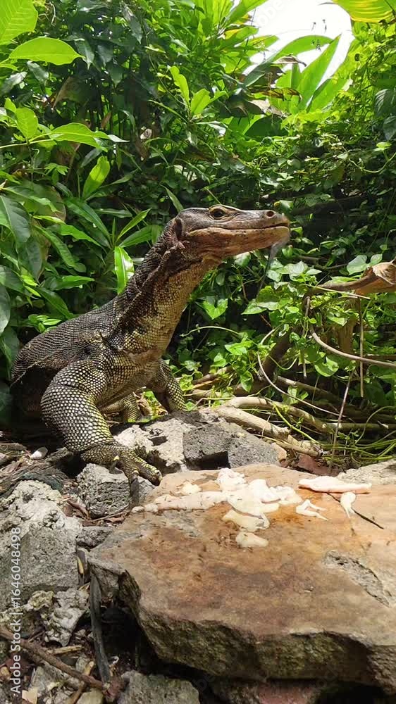 Vertical video. Monitor Lizard Eating Raw Meat and Licking Its Mouth While Standing on Rubble with Green Foliage Around Captured in Zoomed Low Angle Wildlife Feeding Concept Vertical video. Monitor Lizard Eating Raw Meat and Licking Its Mouth While Standing on Rubble with Green Foliage Around Captured in Zoomed Low Angle Wildlife Feeding Concept