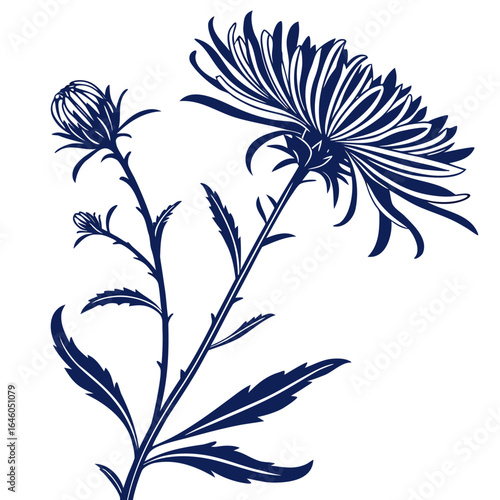 aster with leaves