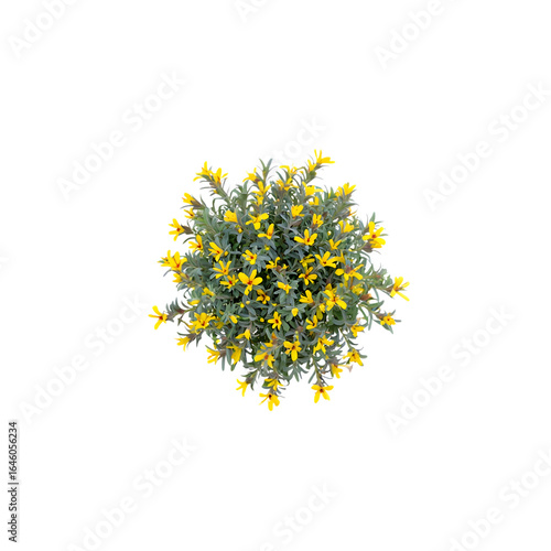 Aerial View of a Lush Yellow Flowering Creeper Plant, Vibrant Spring Bloom, Isolated on Black Background