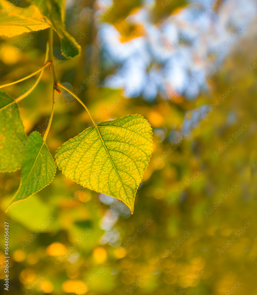 Fototapeta premium closeup poplar tree branch with leaves in forest