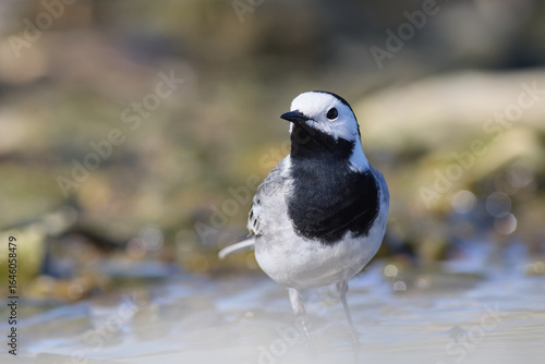 White wagtail posing in front of the lens