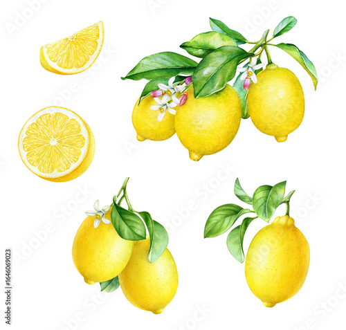 Collection of watercolor hand drawn branches with lemons, leaves, flowers and slices 