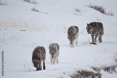 Gray Wolf walking in a line in the snow taken in Yellowstone NP
