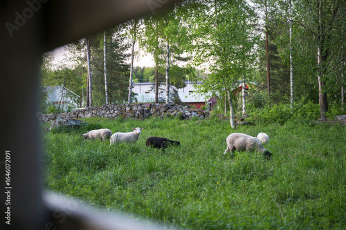 sheep grazing in the field, Finland