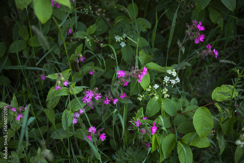 Pink flowers, Finland