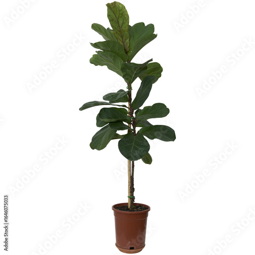 png image of ficus lyrata plant over transparent background