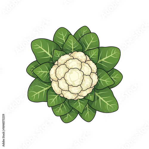 Overhead view of a stylized cauliflower head surrounded by leaves.