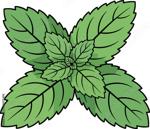 Fresh Green Mint Illustration – Botanical Herb Vector Clipart