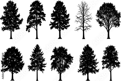 Vector silhouette of tree on white background.
