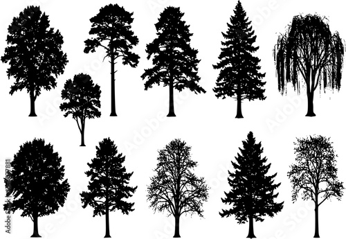Vector silhouette of tree on white background.
