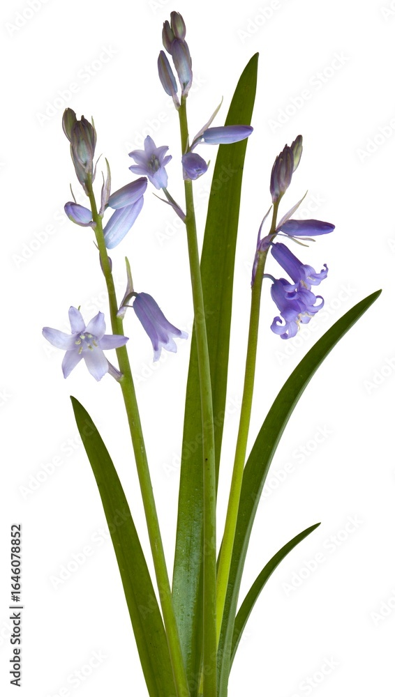 Fototapeta premium Bluebell, Hyacinthoides non-scripta